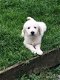 Prachtige Golden Retriever Pups - 1 - Thumbnail