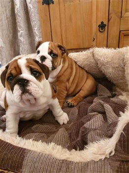 Engelse bulldog puppies - 1