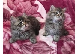 Siberische kittens - 1