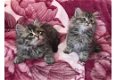 Siberische kittens - 1 - Thumbnail