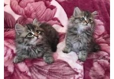 Siberische kittens