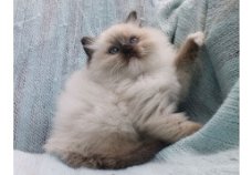 Mooie Ragdoll Kittens