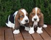 Uitstekende Bassett Hound-pups - 1 - Thumbnail