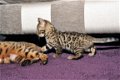 Verbluffende Tica geregistreerde Bengaalse kittens - 1 - Thumbnail