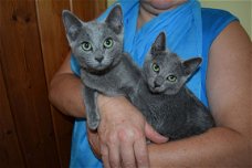 Zuivere stamboom Russische blauwe katjes