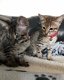 Zilver gevlekte Savannah Kittens - 1 - Thumbnail