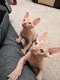 Mooie Tica Sphynx-kittens - 1 - Thumbnail