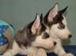 Zwart / wit Siberische Husky Pups te koop - 1 - Thumbnail