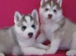 Rasechte Siberische Husky Pups - 1 - Thumbnail