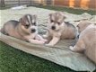 Siberische husky puppies te koop - 1 - Thumbnail