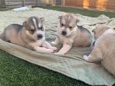 Siberische husky puppies te koop