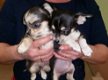 4 Prachtige Mini Chihuahuapupjes. - 1 - Thumbnail