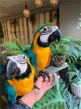 4 vriendelijke blauwe en gouden ara papegaaien - 1