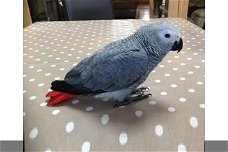 Afrikaanse grijze papegaaien te koop