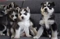 5 prachtige bruine rasechte Siberische husky's - 1 - Thumbnail