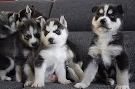 Schitterende Siberische Husky-puppy's - 1