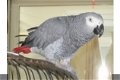 Intelligente Afrikaanse grijze papegaai - 1 - Thumbnail
