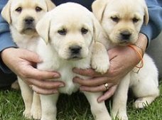 Gezonde labrador pups voor goede woningen