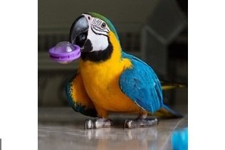 Blue & Gold Macaw - 1