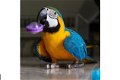 Blue & Gold Macaw - 1 - Thumbnail
