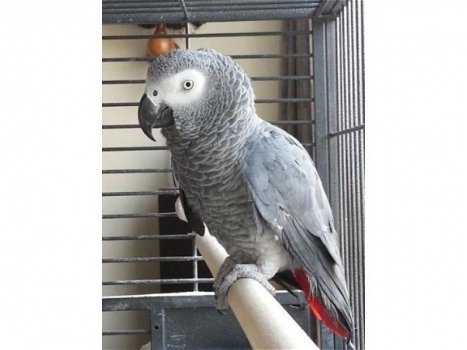 Afrikaanse grijze papegaaien te koop - 1