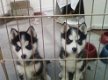 Prachtige Siberische Husky vrouwelijke puppies nu klaar - 1 - Thumbnail