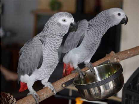 vrij tamme grijze roodstaart papegaai - 1