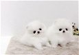 Gezonde mannelijke en vrouwelijke Pommeren puppies - 1 - Thumbnail