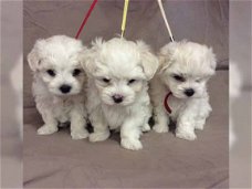 mini maltezer pups