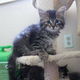 Vrouwelijke en mannelijke tabby Siberische kittens met voorouders..!!! - 1 - Thumbnail