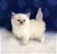 Schattig knap KATTENS RAGDOLL!!!!!. - 1 - Thumbnail