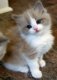 Ragdoll kittens beschikbaar voor adoptie........ - 1 - Thumbnail