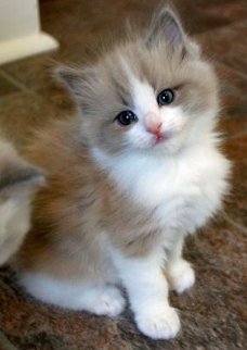 Ragdoll kittens beschikbaar voor adoptie........