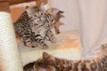 !!!! Mooie Bengaalse kittens!!!... - 1 - Thumbnail