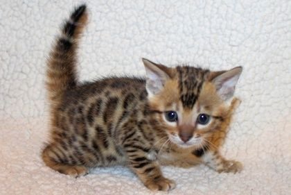 Leuke baby kittens beschikbaar!!!!!.... - 1