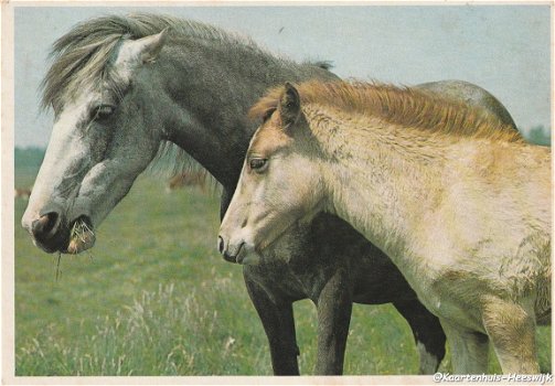 Paarden kaart 1974 - 1