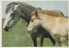 Paarden kaart 1974