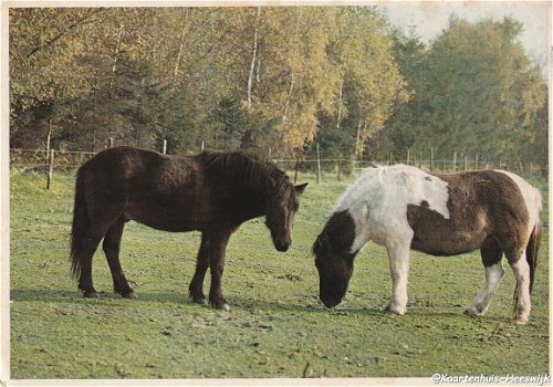 Paardenkaart 1974 4 - 1