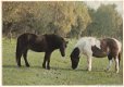 Paardenkaart 1974 4 - 1 - Thumbnail
