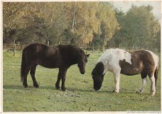 Paardenkaart 1974 4