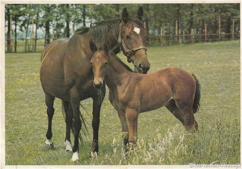 Paardenkaart 1974 5 - 1