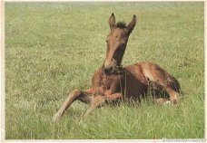 Paardenkaart 1974 6