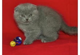 Scottish fold Kittens - Pure Bred - Man en vrouw beschikbaar - 1