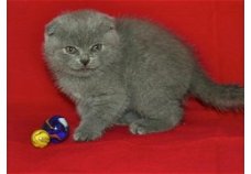 Scottish fold Kittens - Pure Bred - Man en vrouw beschikbaar