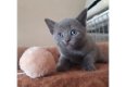 Russische blauwe kittens - 1 - Thumbnail