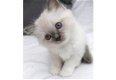 Gezonde en getrainde Balinese Kittens beschikbaar voor huisdierenliefhebbers - 1 - Thumbnail