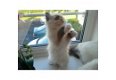 Home-Raised Ragdoll Kittens - 1 - Thumbnail