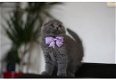 Schotse vouwen kittens kitten - 1 - Thumbnail