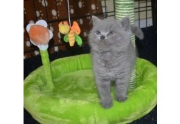 Leuke Britse blauwe korthaar kittens - 1