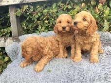 Home Opgeheven Cocker Spaniel Puppies.